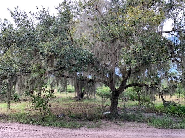 Florida Recreational Land Camping Atving Lots For Sale off roading Suburban Estates Holopaw