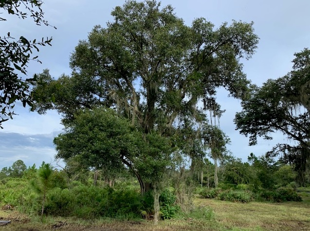 Suburban Estates Holopaw Florida Lots For Sale