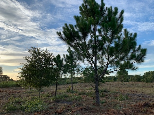 Holopaw Florida Recreational Land Suburban Estates Camp Lot For Sale