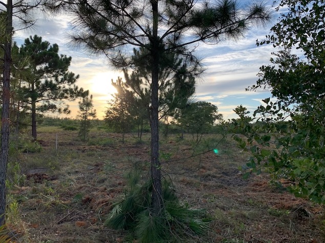 Holopaw Florida Recreational Land Suburban Estates Camp Lot For Sale