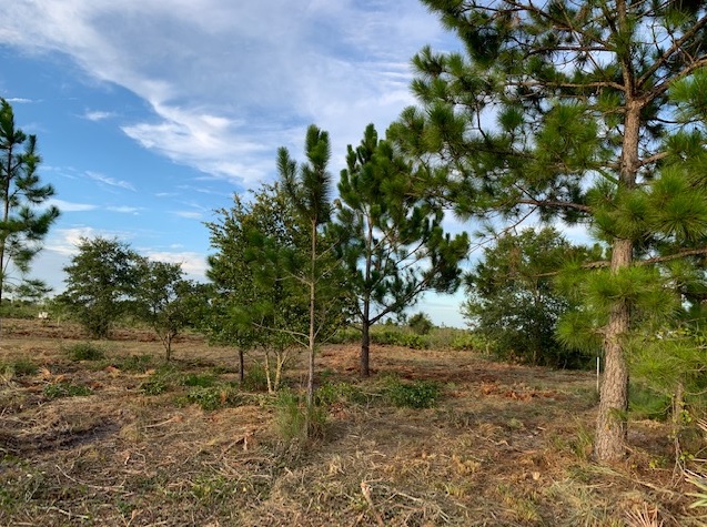 Holopaw Florida Recreational Land Suburban Estates Camp Lot For Sale