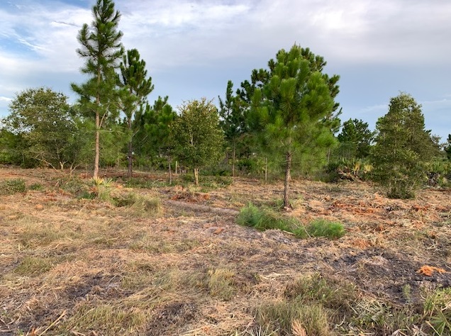 Holopaw Florida Recreational Land Suburban Estates Camp Lot For Sale