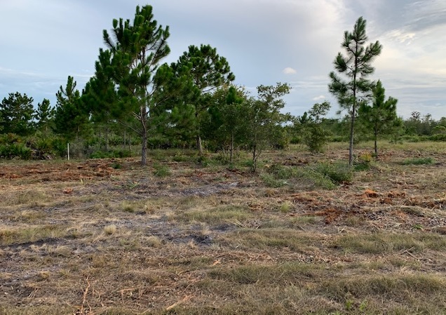 Holopaw Florida Recreational Land Suburban Estates Camp Lot For Sale