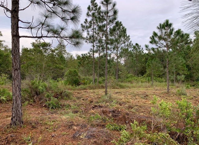 Suburban Estates Land For Sale Holopaw Florida
